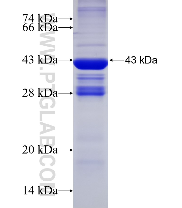 ADH1C fusion protein Ag33037 SDS-PAGE