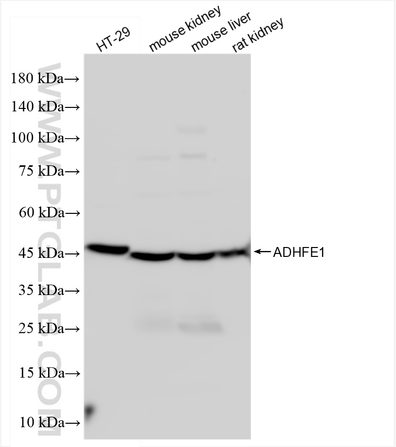 WB analysis using 14674-1-AP