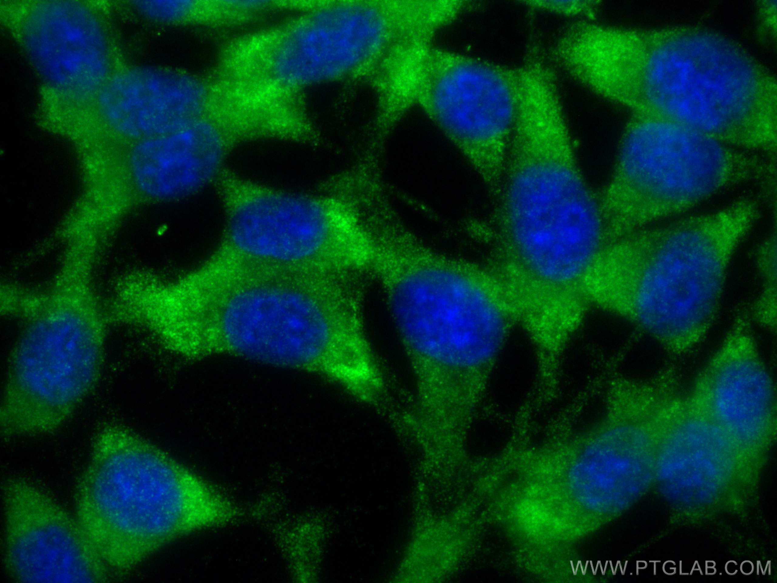 IF Staining of NIH/3T3 using 21613-1-AP