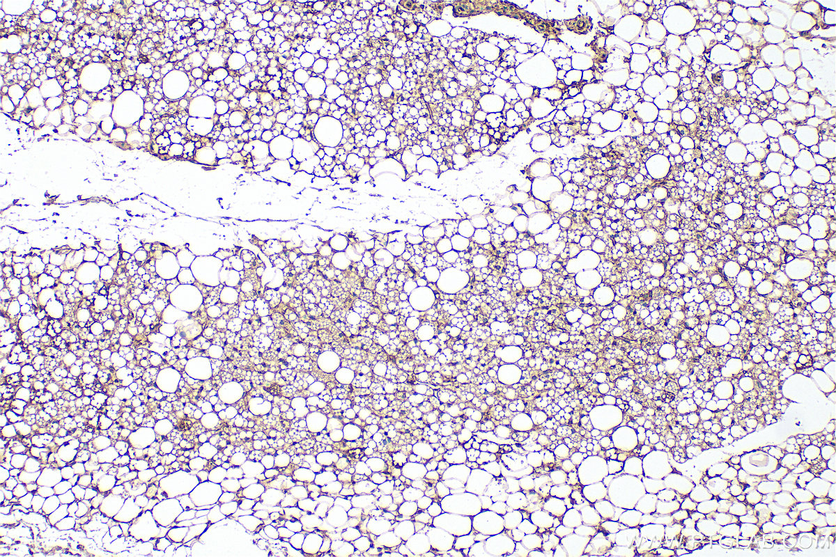 IHC staining of rat brown adipose using 21613-1-AP