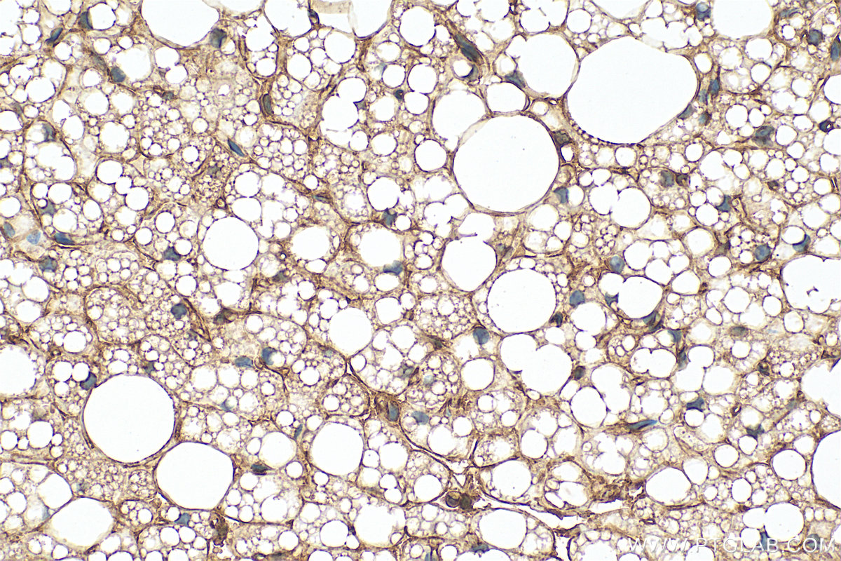 IHC staining of rat brown adipose using 21613-1-AP