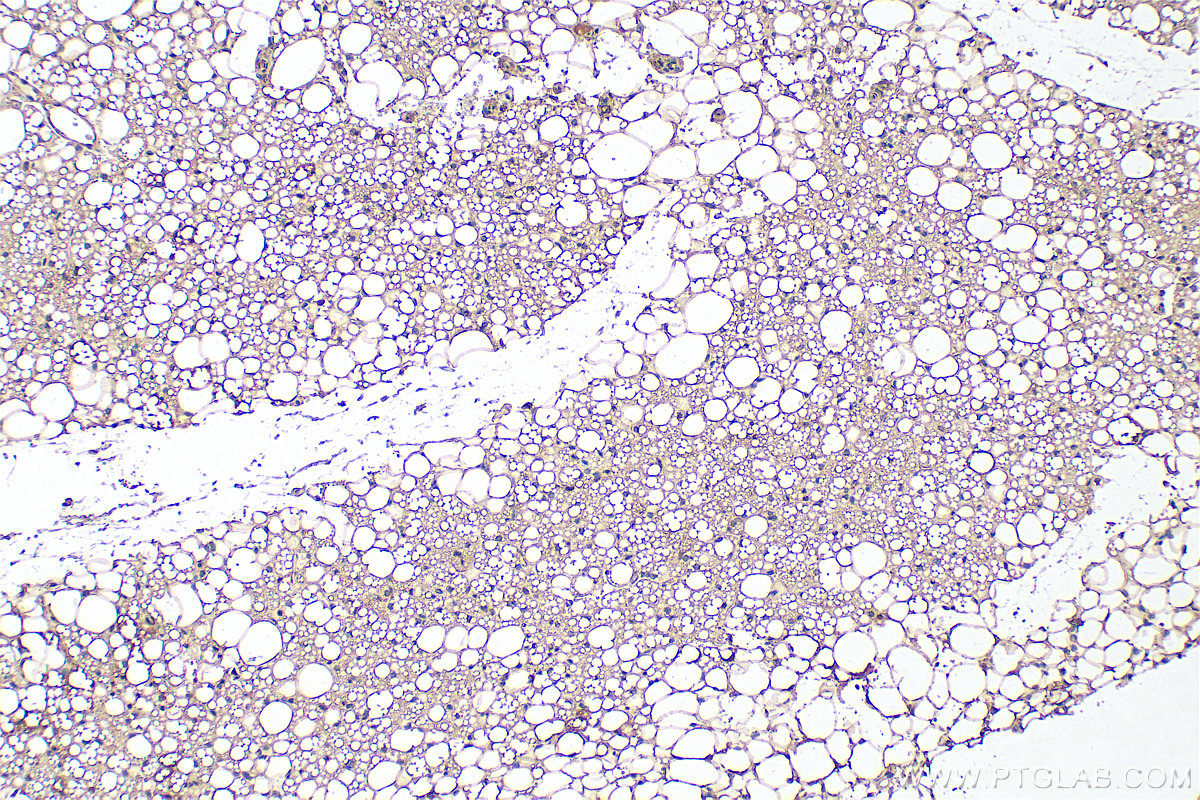 IHC staining of rat brown adipose using 66239-1-Ig