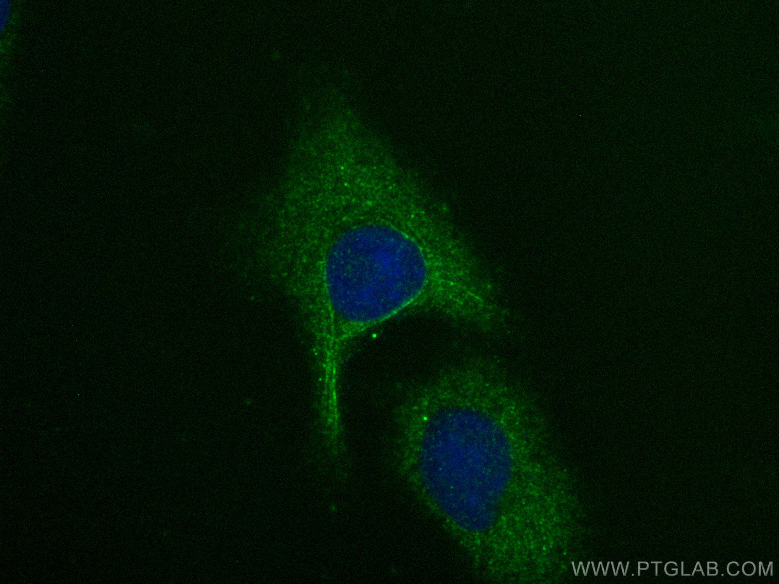 IF Staining of A549 using 10778-1-AP