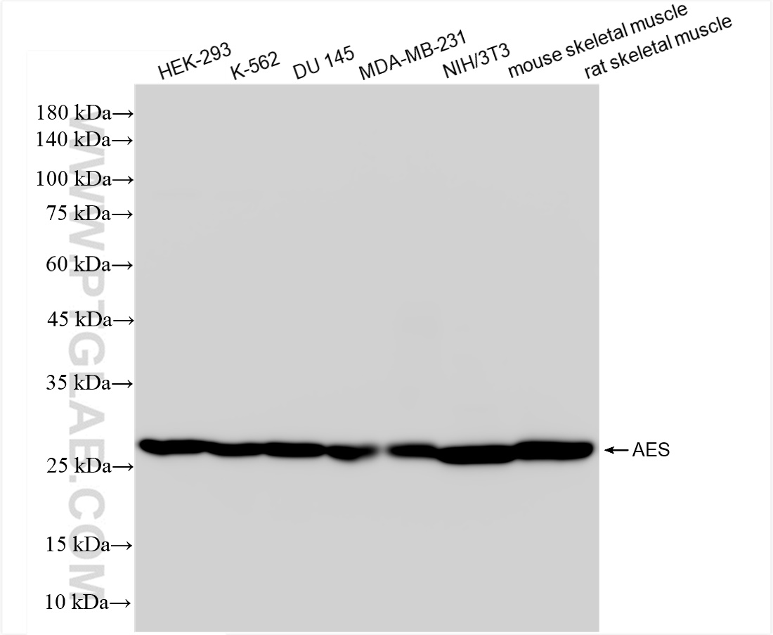 WB analysis using 83878-5-RR (same clone as 83878-5-PBS)