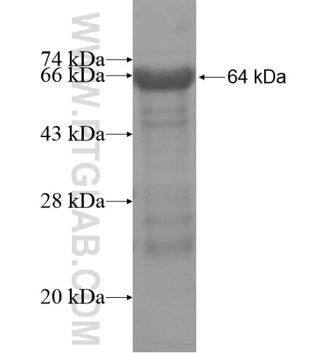 AFAP1 fusion protein Ag15346 SDS-PAGE