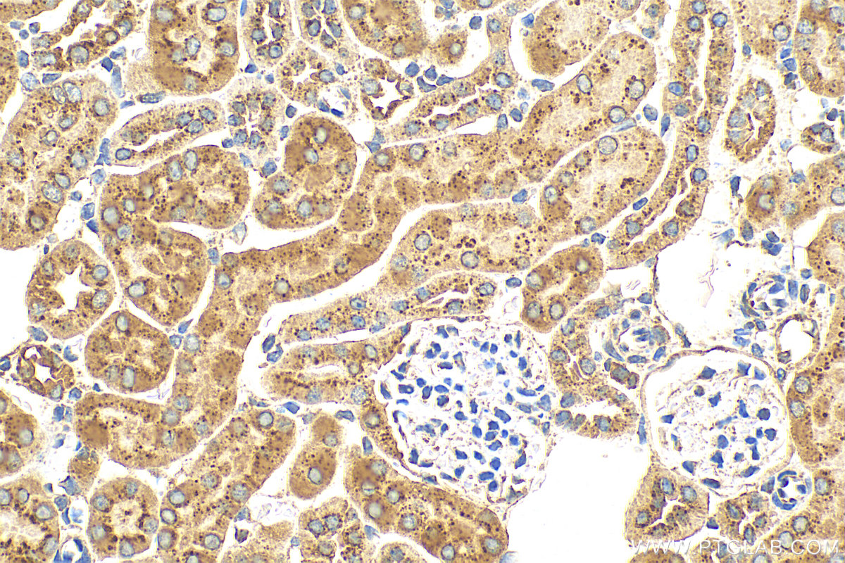 IHC staining of mouse kidney using 17299-1-AP