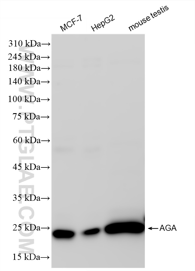 WB analysis using 83442-6-RR