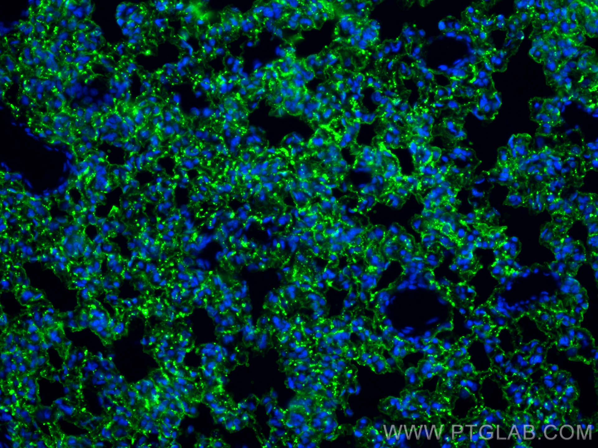 IF Staining of rat lung using 66833-1-Ig (same clone as 66833-1-PBS)