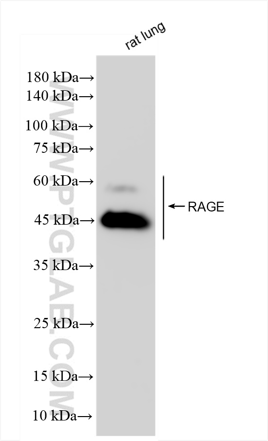 WB analysis of rat lung using 83759-4-RR (same clone as 83759-4-PBS)