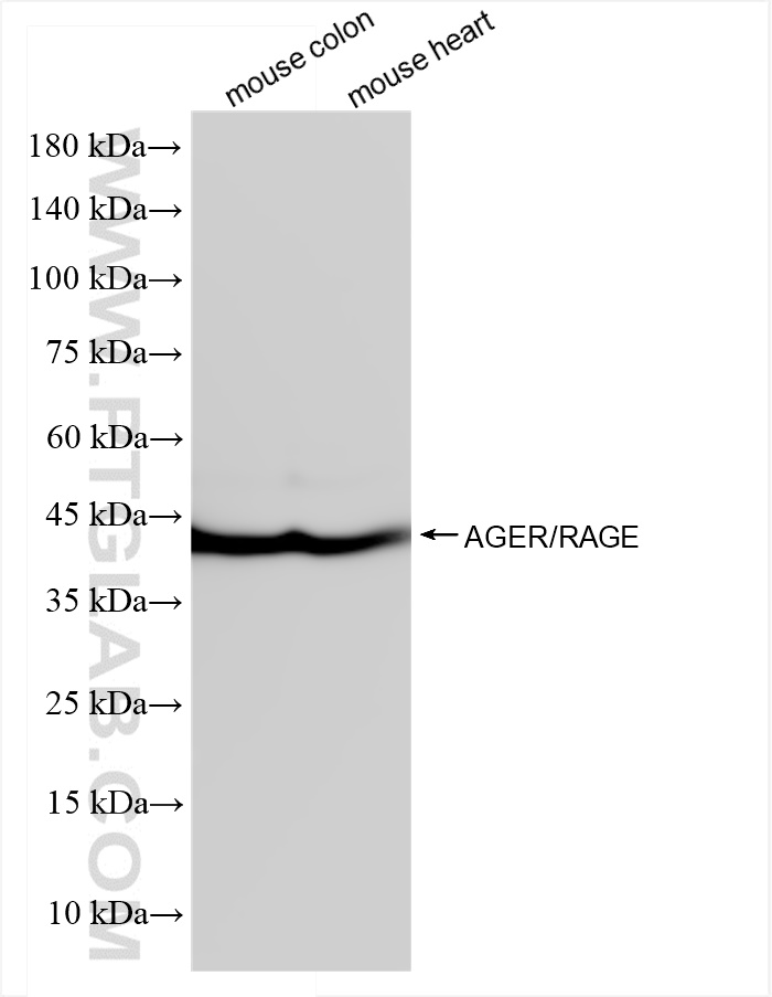 WB analysis using 83759-5-RR (same clone as 83759-5-PBS)