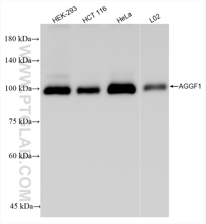 WB analysis using 84715-3-RR (same clone as 84715-3-PBS)