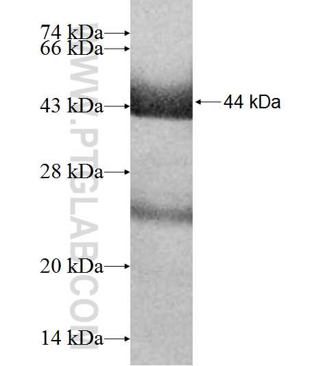 AGL fusion protein Ag9944 SDS-PAGE
