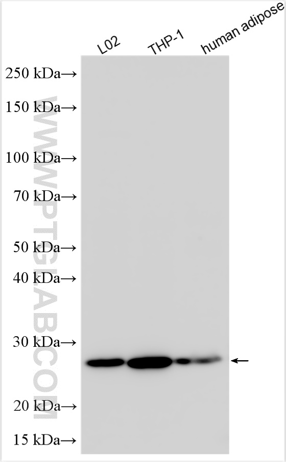 WB analysis using 31483-1-AP