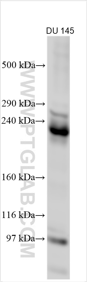 WB analysis using 20692-1-AP