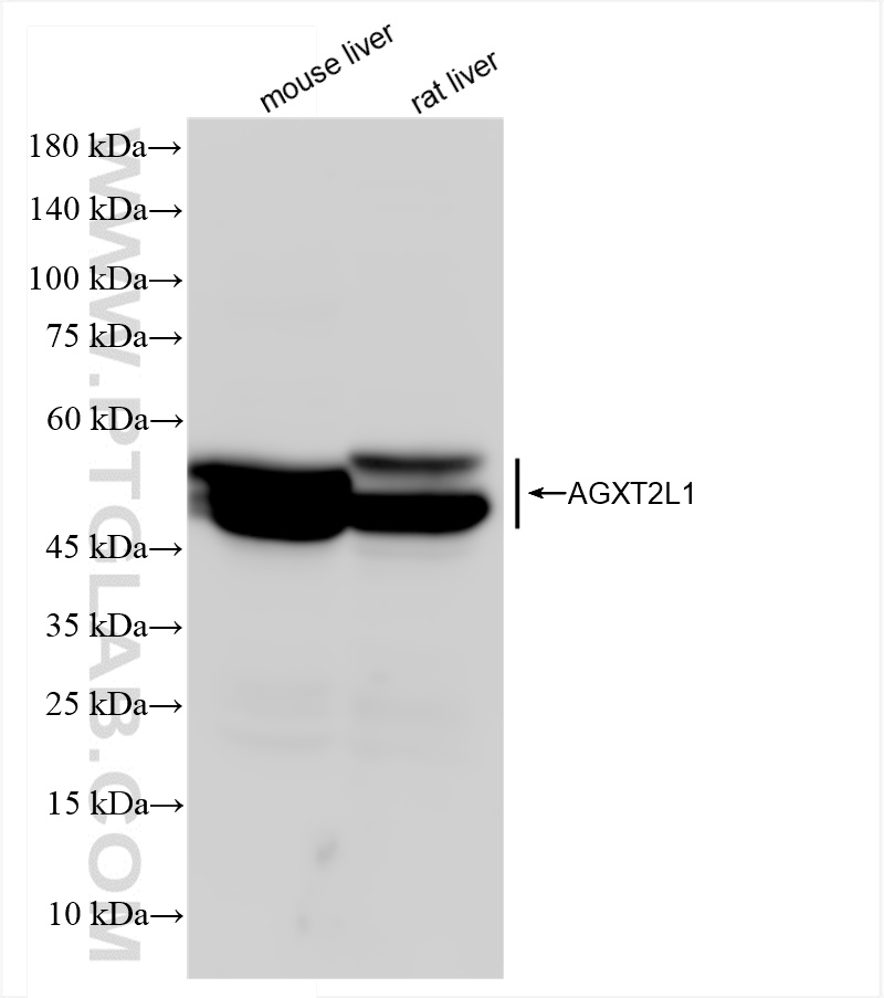 WB analysis using 83984-6-RR