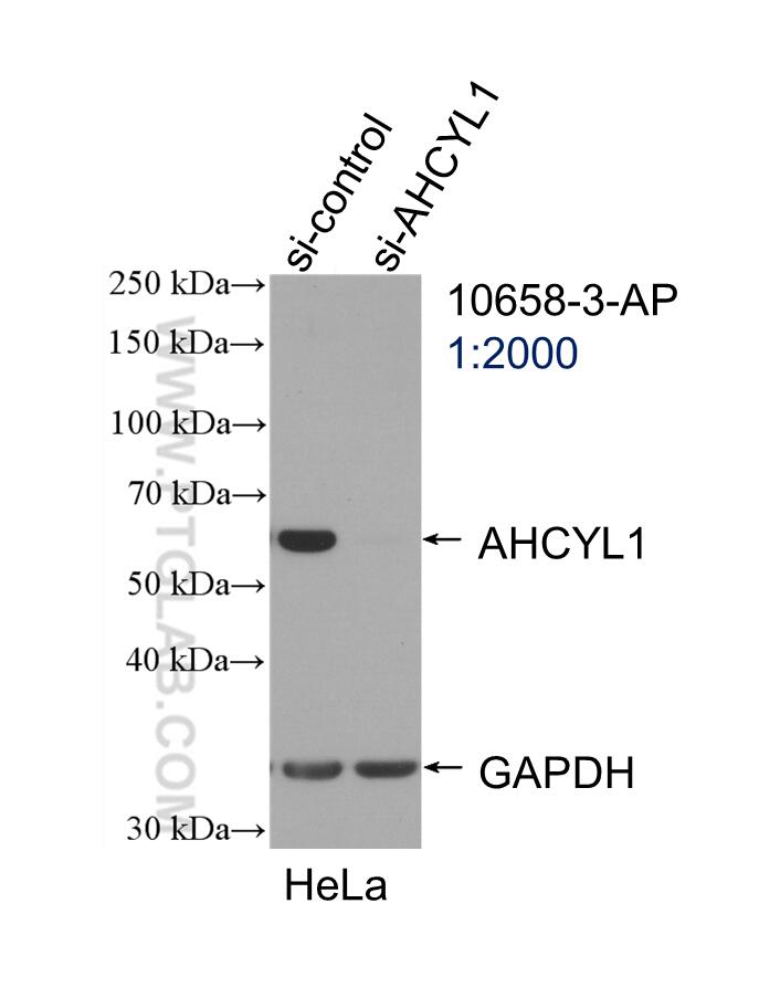 WB analysis of HeLa using 10658-3-AP