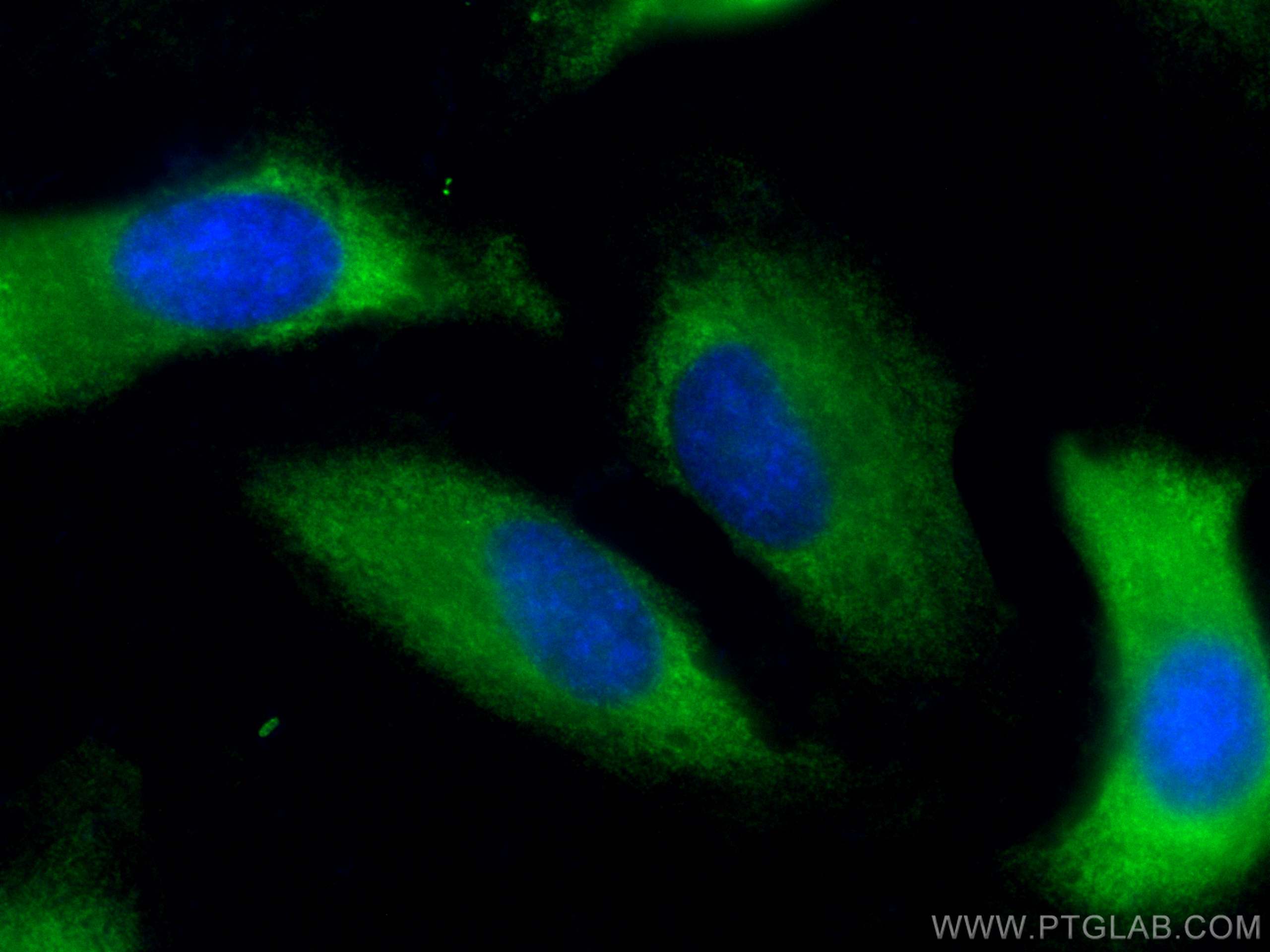 IF Staining of HeLa using CL488-10658