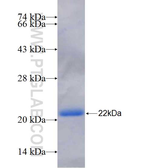 AHNAK2 fusion protein Ag26330 SDS-PAGE