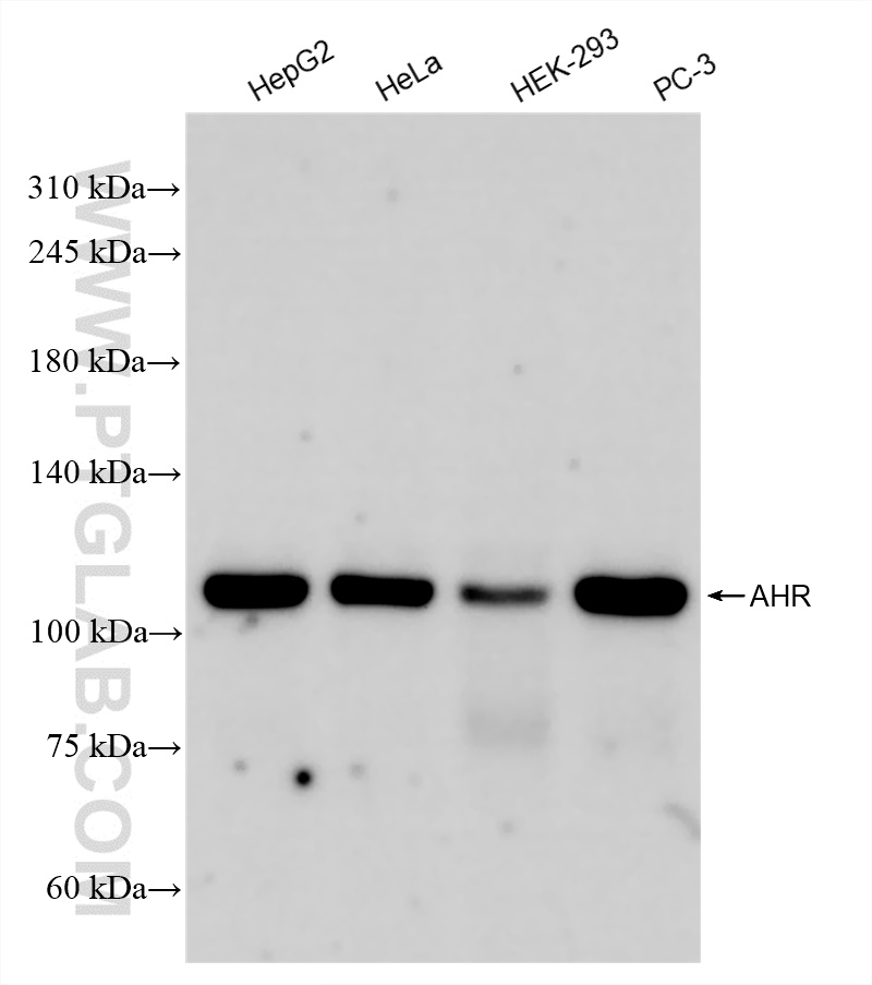 WB analysis using 83369-5-RR (same clone as 83369-5-PBS)