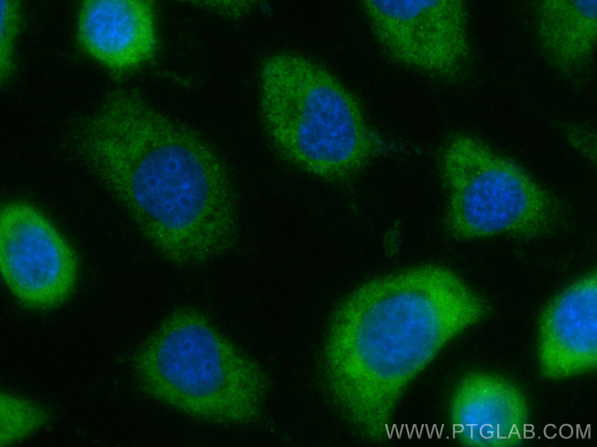 IF Staining of A431 using CL488-28727