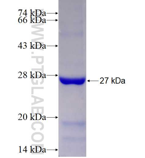 AID fusion protein Ag8236 SDS-PAGE