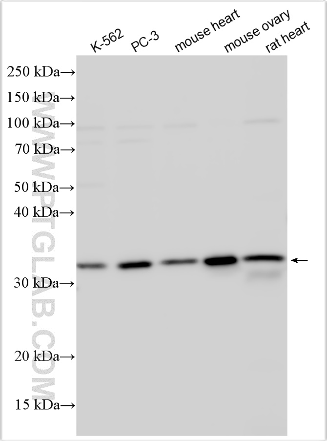 WB analysis using 14468-1-AP