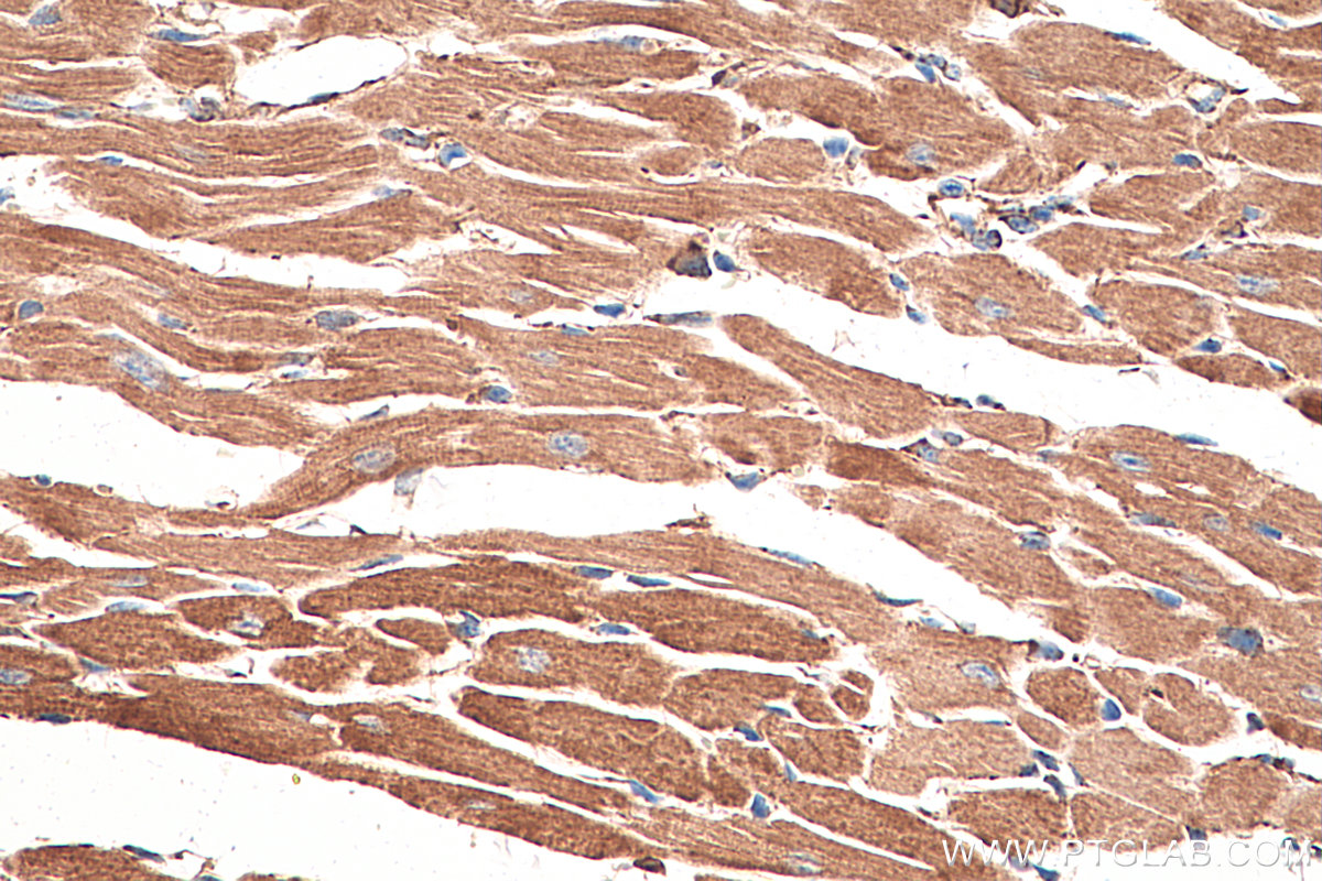 IHC staining of mouse heart using 66127-1-Ig (same clone as 66127-1-PBS)