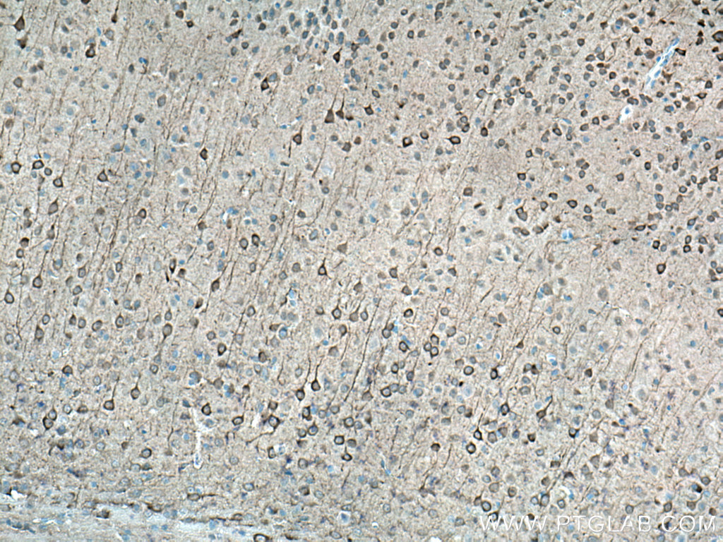 IHC staining of mouse brain using 12510-2-AP