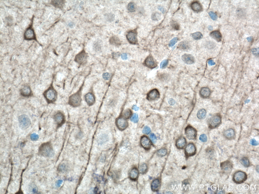 IHC staining of mouse brain using 12510-2-AP