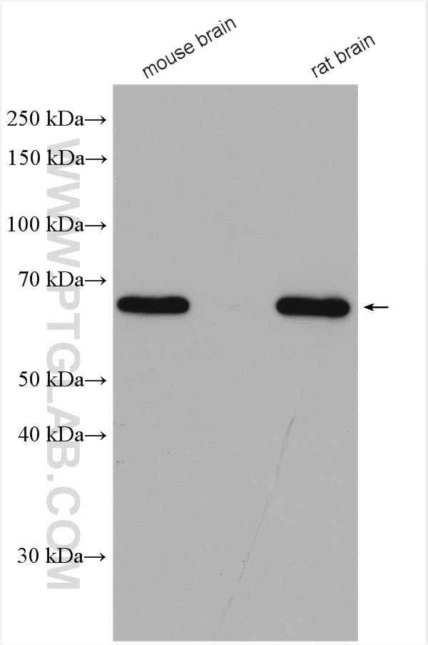 WB analysis using 12510-2-AP