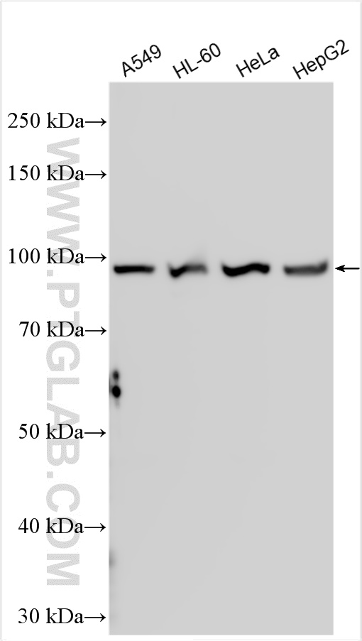 WB analysis using 31542-1-AP