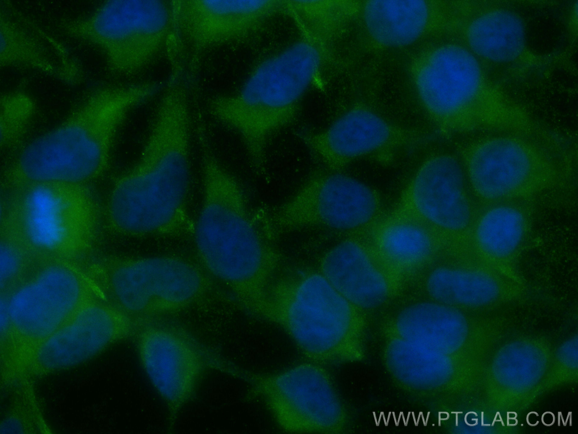 IF Staining of HEK-293 using 23042-1-AP