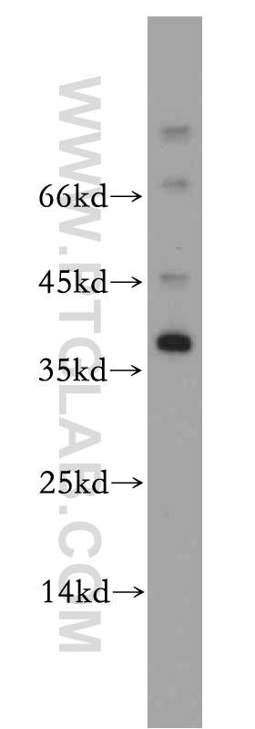 WB analysis of mouse testis using 20525-1-AP