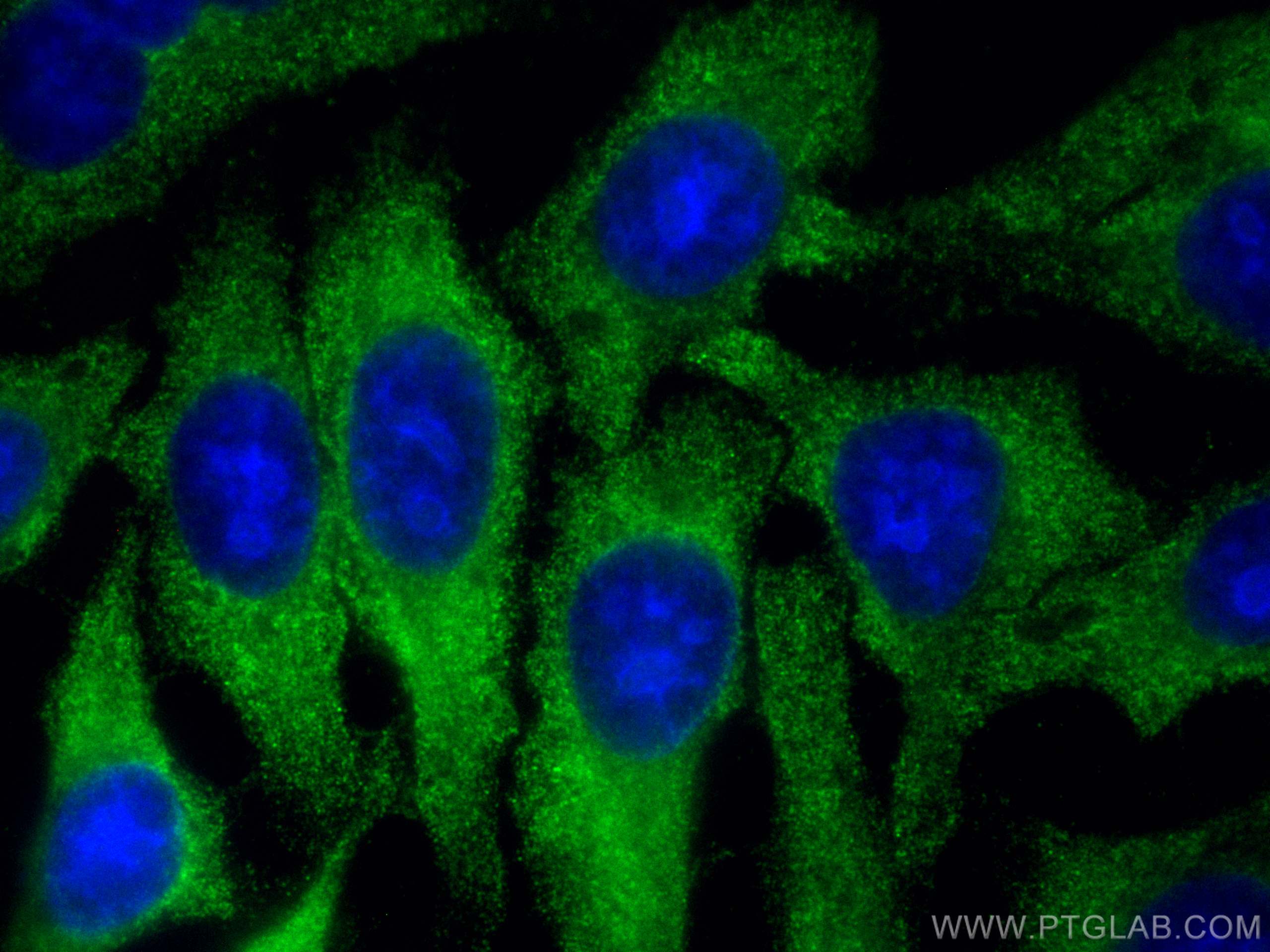 IF Staining of HepG2 using CL488-66677