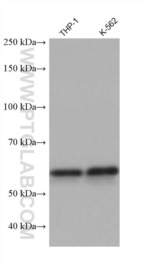 WB analysis using 68332-1-Ig