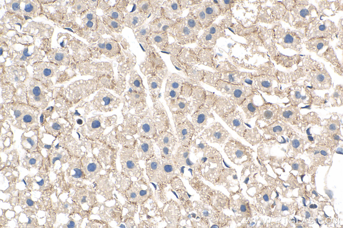 IHC staining of mouse liver using 21972-1-AP