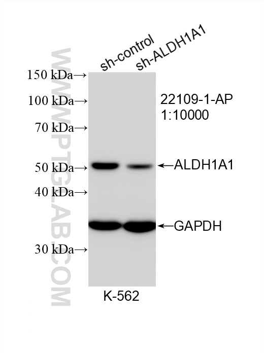 WB analysis of K-562 using 22109-1-AP