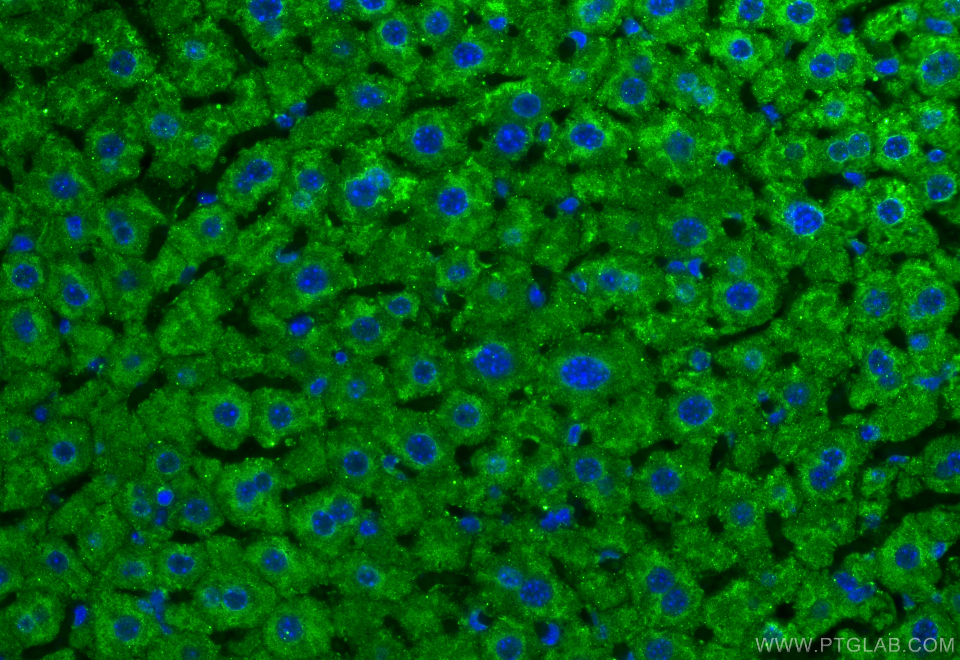 IF Staining of mouse liver using 67347-1-Ig (same clone as 67347-1-PBS)