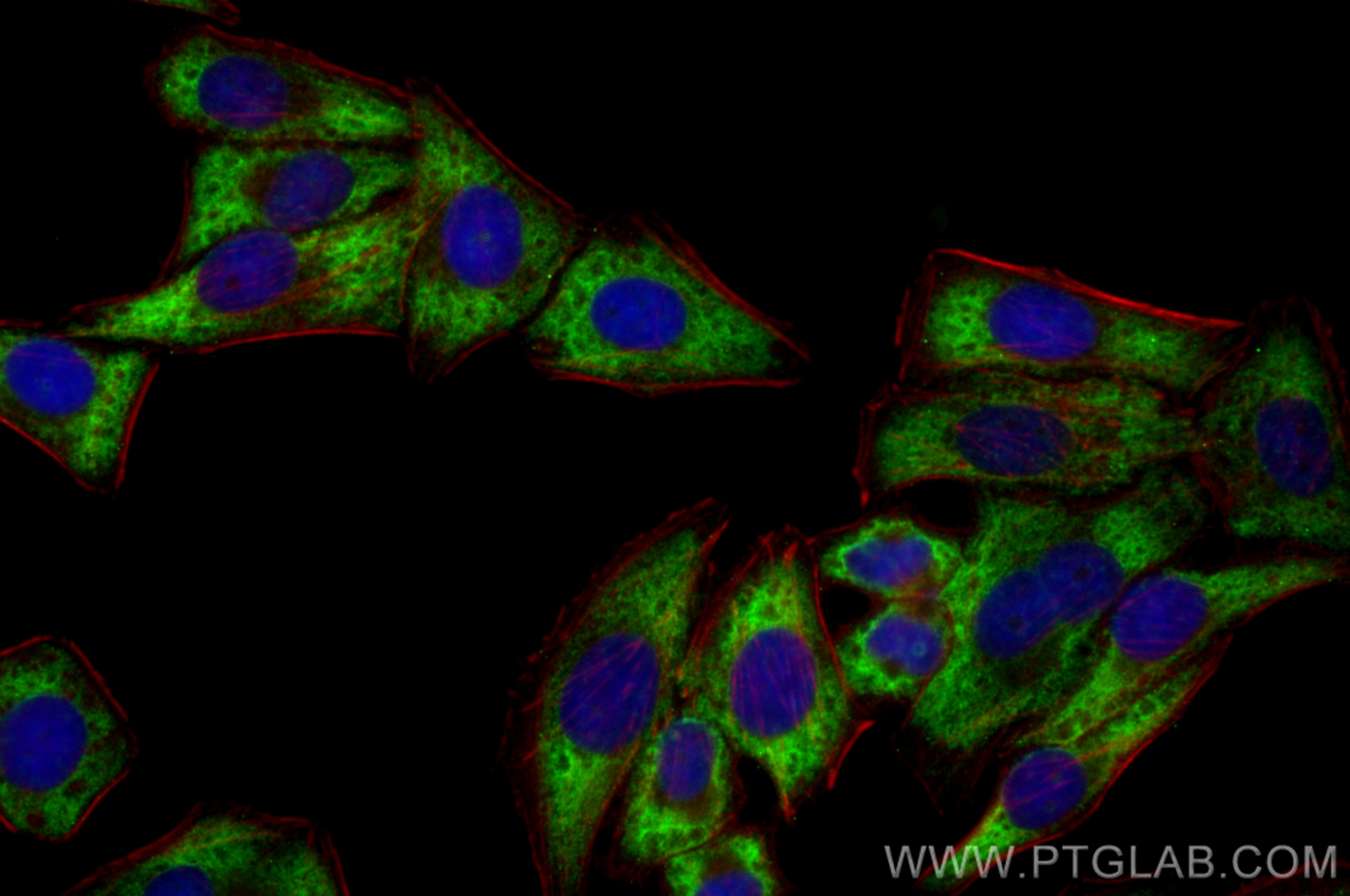 IF Staining of HepG2 using CL488-68396