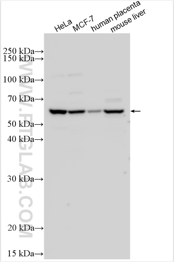 WB analysis of HeLa using 28084-1-AP