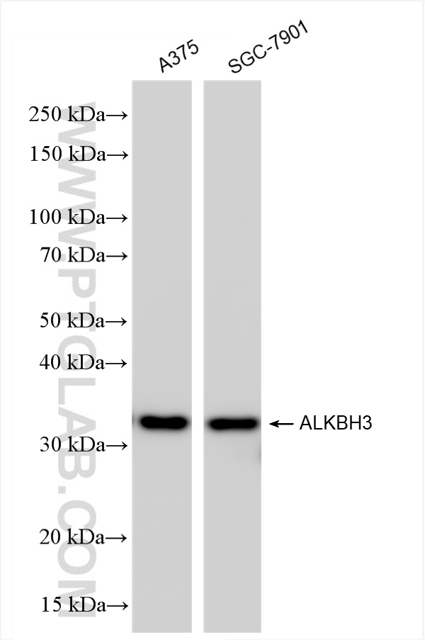 WB analysis using 84314-2-RR