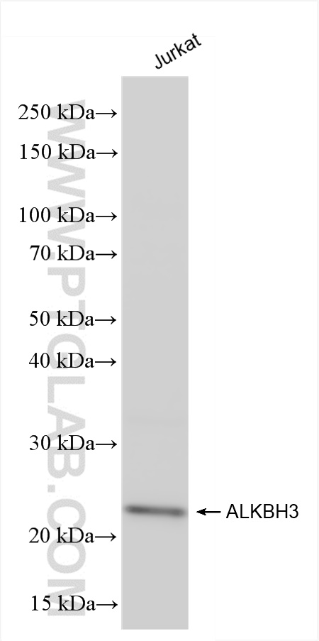 WB analysis using 84314-3-RR (same clone as 84314-3-PBS)