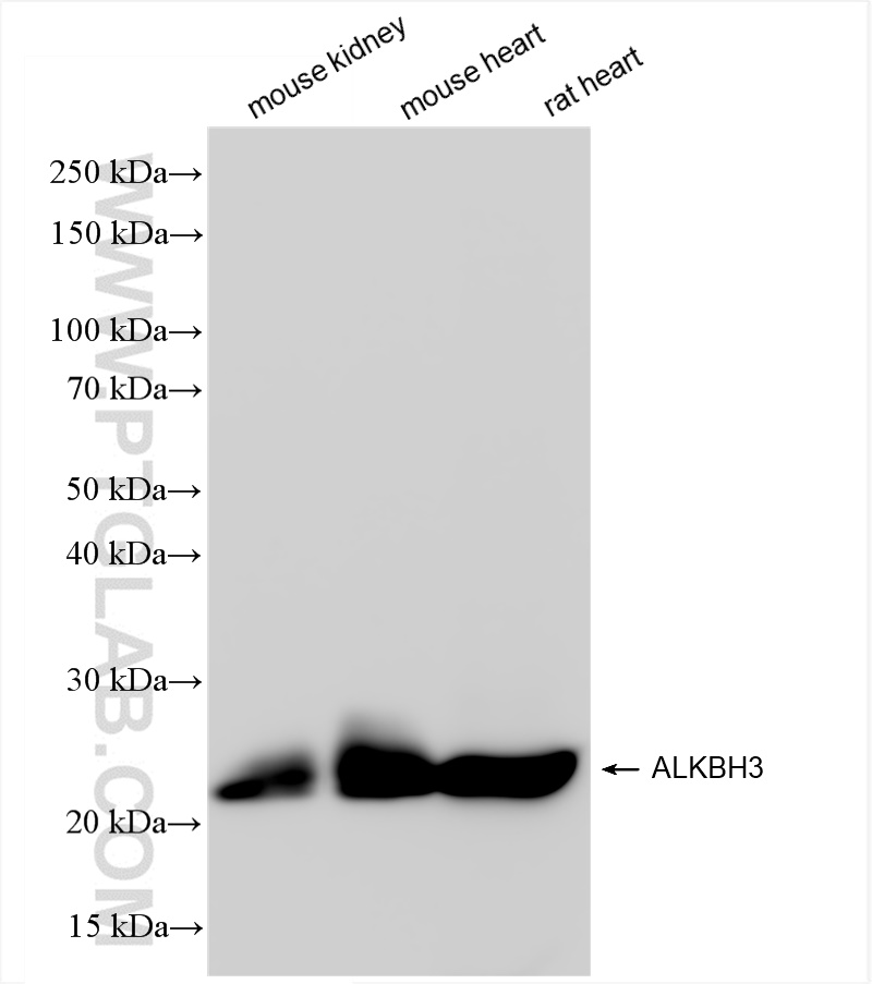 WB analysis using 84314-3-RR (same clone as 84314-3-PBS)