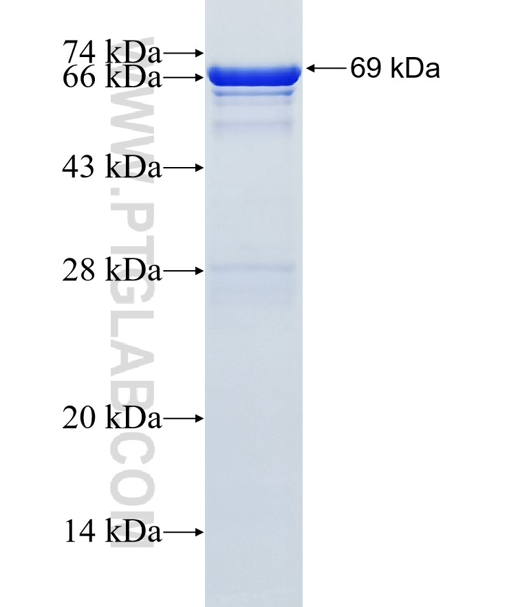 ALLC fusion protein Ag35082 SDS-PAGE