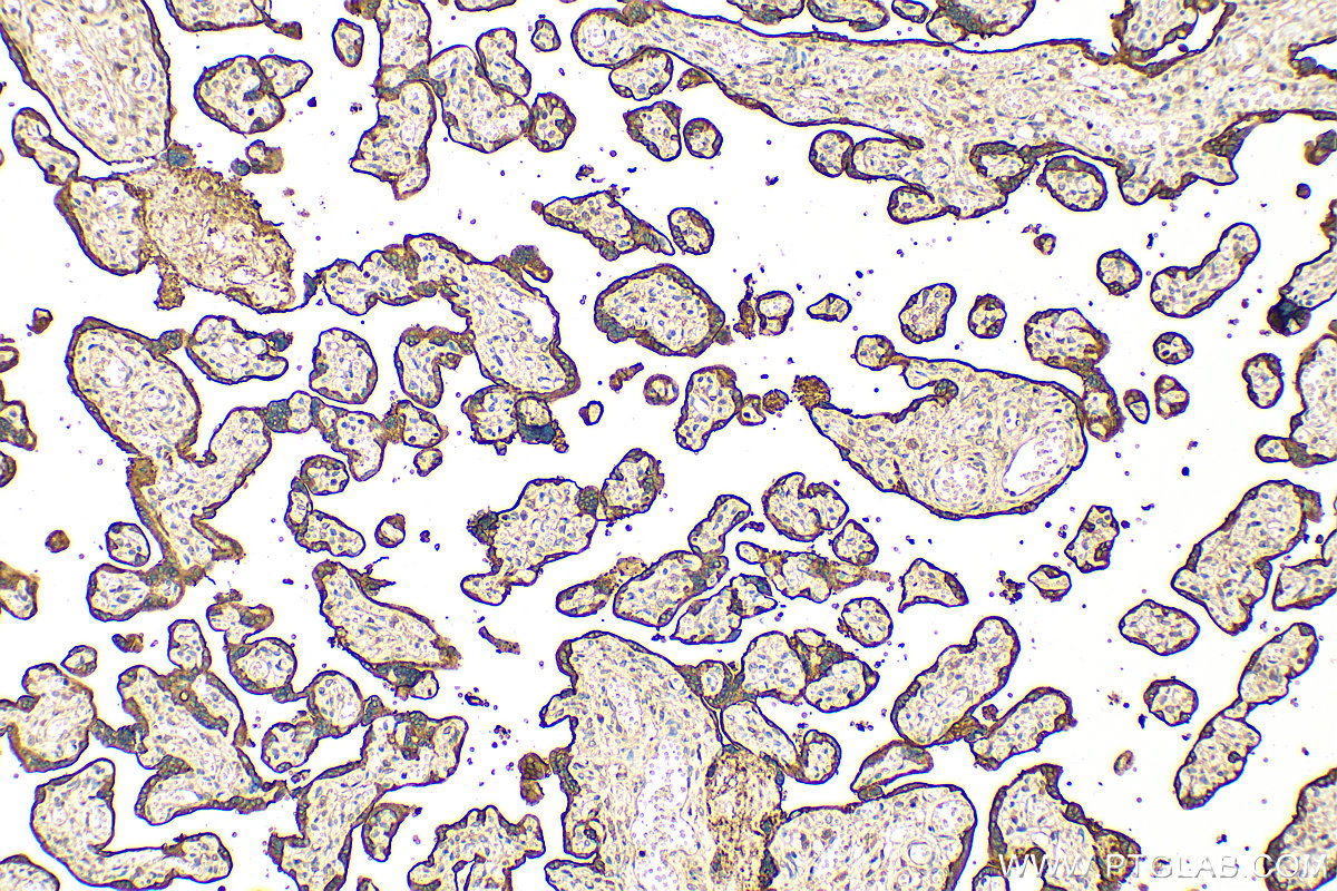 IHC staining of human placenta using 18506-1-AP