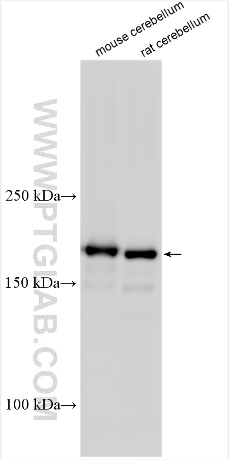 WB analysis using 13998-1-AP