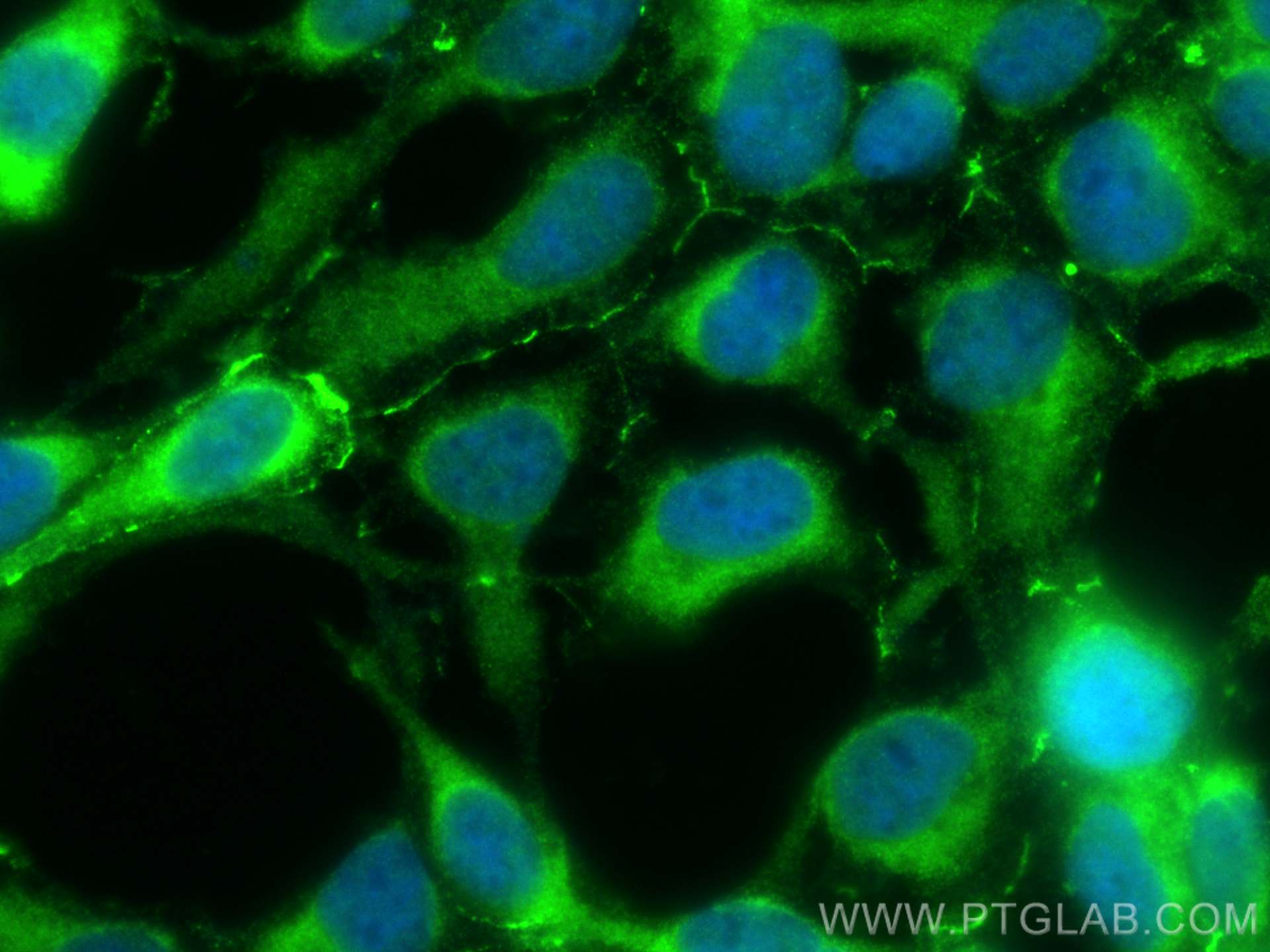 IF Staining of HEK-293 using 24550-1-AP