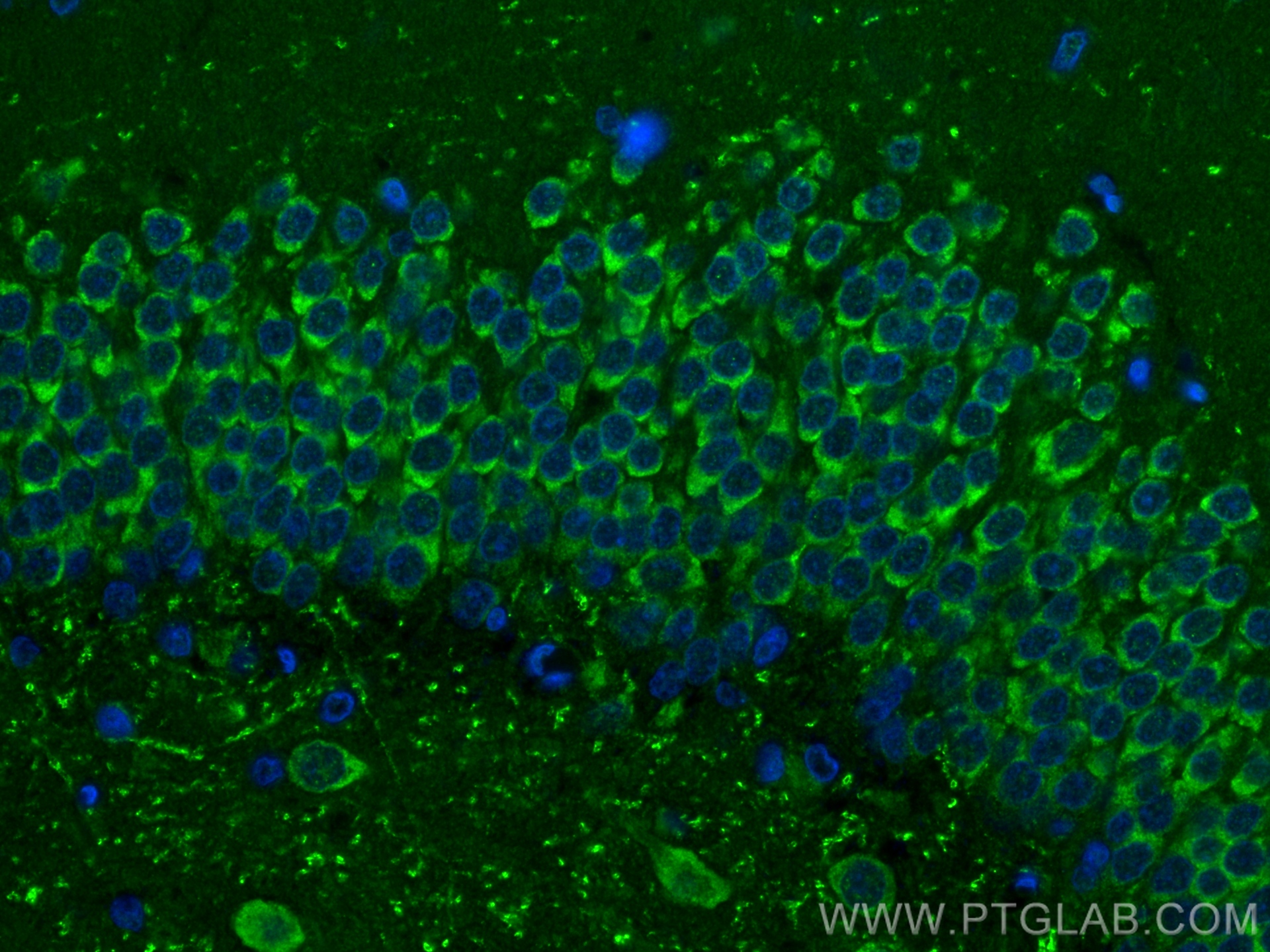 IF Staining of rat brain using 80209-5-RR (same clone as 80209-5-PBS)