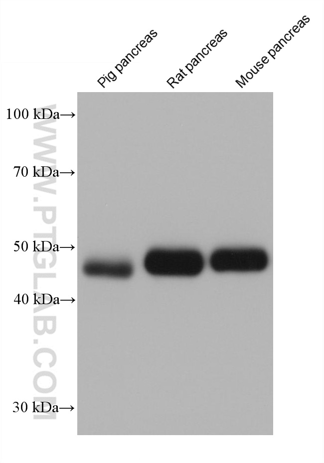 WB analysis using 68474-1-Ig (same clone as 68474-1-PBS)