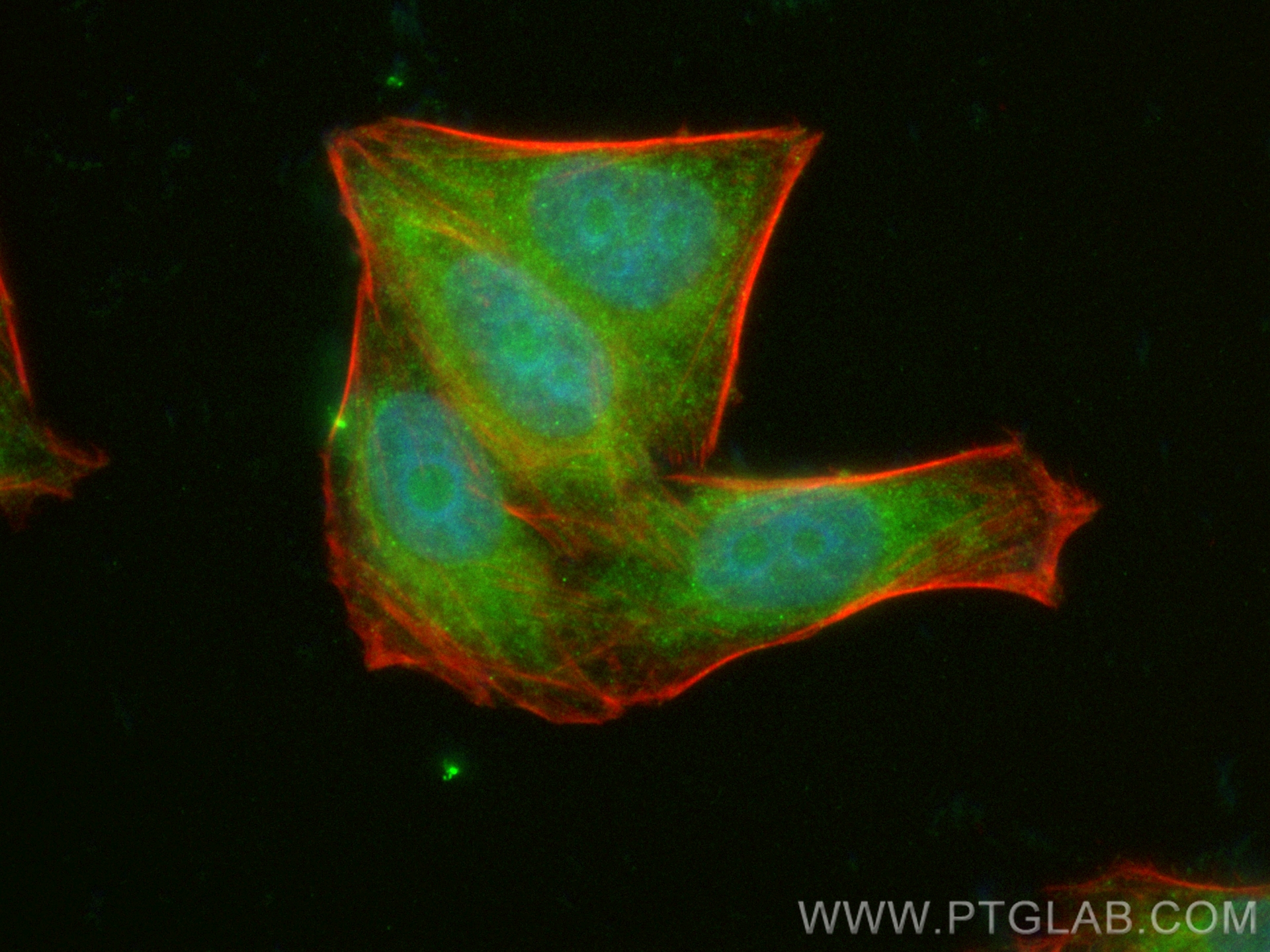 IF Staining of HepG2 using CL488-16664